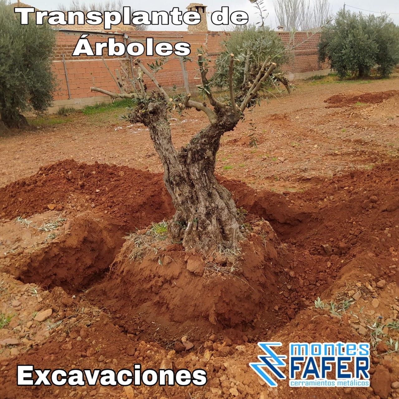 Transplante de arboles excavaciones MontesFafer
